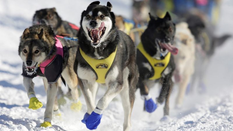 Iditarod race doping scandal